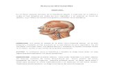 Musculos Masticatorios Anatomia