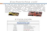 Ocurrencia de Escherichia Coli Productora de Toxina Shiga