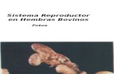 Sistema Reproductor en Hembras Bovinos