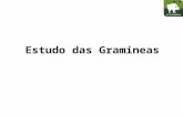Estudo das Gramíneas. Grama Batatais Paspalum notatum Nome Científico: Paspalum notatum Nomes comuns: Grama Batatais, Grama da Bahia, Grama Mato Grosso.