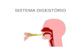 SISTEMA DIGESTÓRIO. O Trato Gastrointestinal (TGI) .