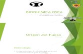 Bioquimica Osea