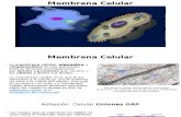 Membrana Celular 04.16 (1)