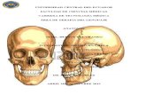 Anatomia Huesos Del Cráneo