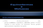 Equinodermos e Moluscos
