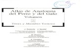 Atlas de Anatomia Del Perro y Gato II