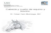 (807380039) 012-2013-AV2 Cabeza y Cuello Equinos y Rumiantes.