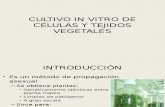 Cultivo in Vitro de Tejidos Vegetales Clase Va