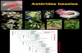 Astéridas basales + lámidas. presentación