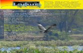 Laguna, Revista Urbana- Diciembre 2015