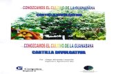 Conocimiento Del Cultivo de Guanabana(1)