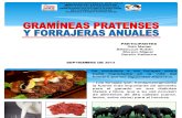 Gramíneas Pratenses y Forrajeras (Rubén-uptep)