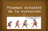 Pruebas Actuales de La Evolución