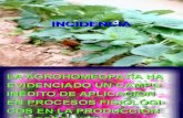 C-t-6-Incidencia (Efectos de La Agrohomeopatía)