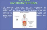 Presentaciones Sistema Gastrointestinal y Tomografia Comaputarizada
