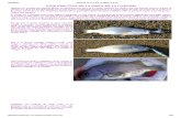 Guía Practica de La Pesca de La Corvina
