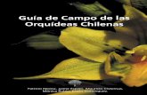Orquideas de Chile. Guia de Campo 2006