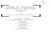 Atlas Anatomia Perro Gato II