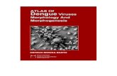 Atlas Completo de Los Virus de Dengue 2010