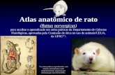 Atlas Rato 2009