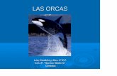 Las Orcas 14
