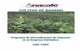 Cultivo de Banano Guatemala