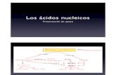 PRES APOYO ACIDOS NUCLEICOS.pdf
