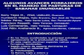 Avanves Forrajeros en Manejo de Sabanas Inundables