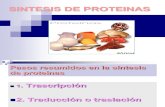 Clase 6 Sintesis de Proteinas