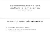 (s4ita - bioita e bioitb) Presentazione: Comunicazione Tra Cellula e Ambiente