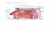 Anatomía de otorrinolaringología y neumología