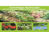 80 Plantas Medicinales del Paraguay - PortalGuarani