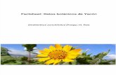 Factsheet: Datos botánicos de Yacón