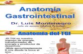 Anatomia Gastrointestinal Final