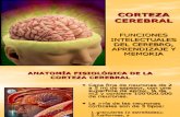 Clase10-Corteza Cerebral Funciones Intelectuales Aprendizaje