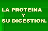 Digestión Proteica