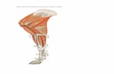 Musculo Del Miembro Toracico Vista Medial-1
