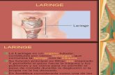 laringe-120078874859802-2 (PPTshare)