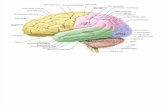 partes del cerebro y cerebelo