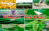 Manejo integrado de las principales plagas de maiz