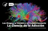 Las drogas el cerebro el comportamiento nida