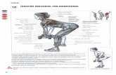 Guía de los movimientos de musculación 6ta edición (101 197)