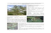 descripción de las especies vegetales en formato PDF
