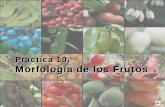 Morfología de los Frutos