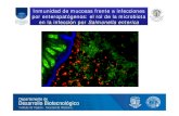 Inmunidad de mucosas frente a infecciones por enteropatógenos: el ...