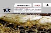 aquanet #43
