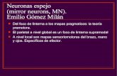 Neuronas espejo (mirror neurons, MN). Emilio Gómez Milán