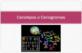Cariotipos o Cariogramas