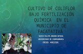 Cultivo de coliflor bajo fertilización en el municipio