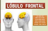 Lóbulo frontal exposición